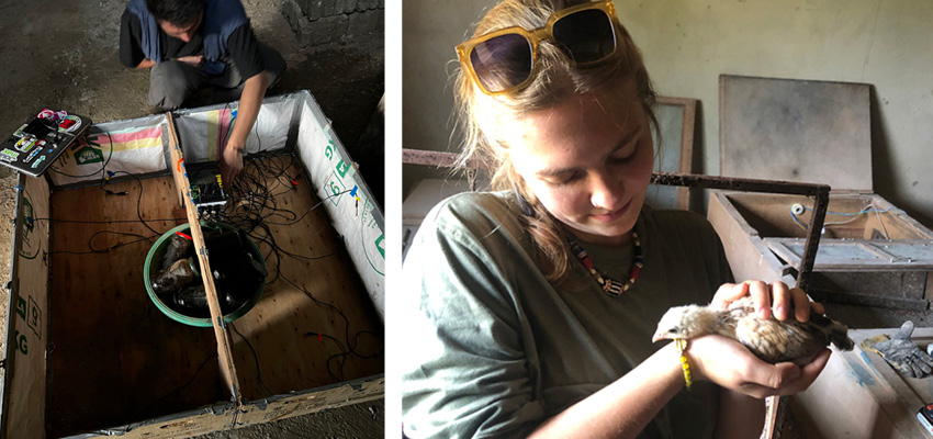 Left: MIT D-Lab instructor Ahmad Zakka sets up a thermal sensor in a new low-cost brooder box located at the African Diaspora Council of Switzerland – Branch Cameroon (CDAS–BC)-operated farm in Afambassi, Cameroon. Right: Kristine Januskaite, leader on the MIT D-Lab Cameroon trip during Independent Activities Period this past January, holds a baby chicken that would be heated in a D-Lab designed brooder box using beeswax.  Credits: Photos courtesy of MIT D-Lab.  