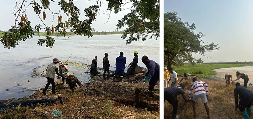 Groups of people gathering weeds at lake's edge.