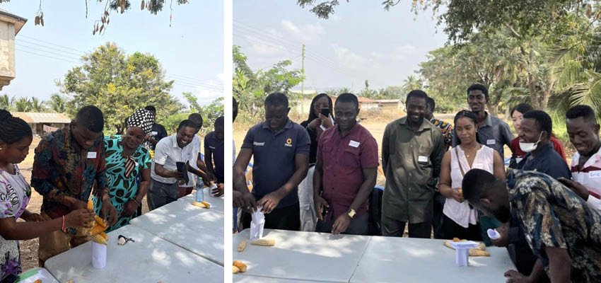 Two groups of people standing at a table outside working with sheets of white paper and corncobs.