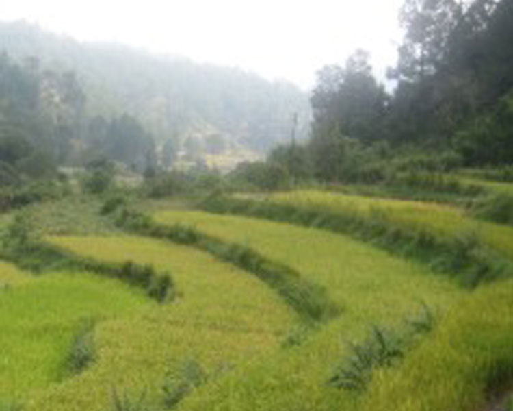 Terraced hills near Digoli.